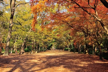 糺の森の紅葉