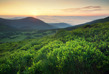 Grass on the mountain field during sunrise. Beautiful natural landscape in the summer time