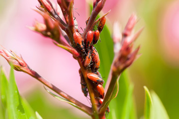 Lauriers roses infestés d'insectes.