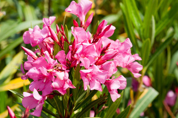 Lauriers roses infestés d'insectes.