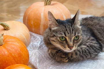Striped cat lying on the floor with pumpkins.