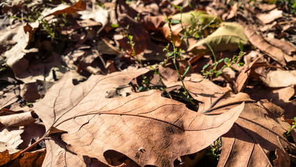 autumn leafs
