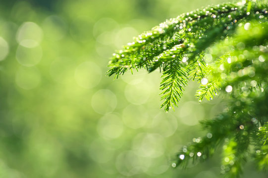 Spring natural background. Young spruce branch in drops of rain.