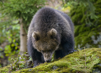 Fototapeta premium A brown bear in the forest. Big Brown Bear. Bear sits on a rock. Ursus arctos.