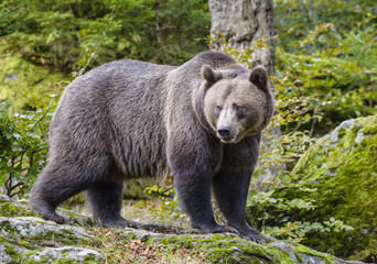 Obraz na płótnie Canvas A brown bear in the forest. Big Brown Bear. Bear sits on a rock. Ursus arctos.