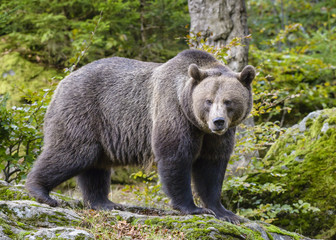 Obraz na płótnie Canvas A brown bear in the forest. Big Brown Bear. Bear sits on a rock. Ursus arctos.