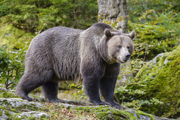 A brown bear in the forest. Big Brown Bear. Bear sits on a rock. Ursus arctos.