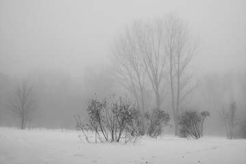 Winter foggy landscape in the park