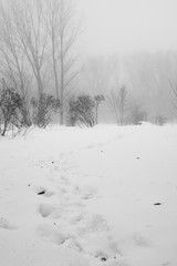 Obraz premium Winter foggy landscape in the park