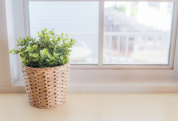 Ornamental plants by the window. The interior is beautiful.