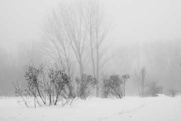 Winter foggy landscape in the park