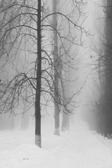 Winter foggy landscape in the park