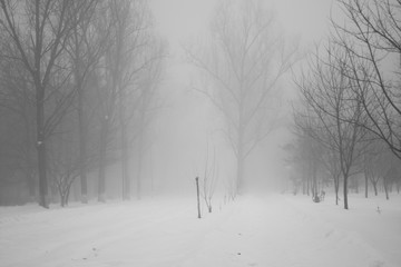 Obraz premium Winter foggy landscape in the park
