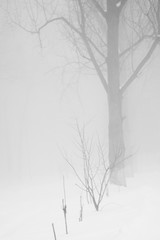 Winter foggy landscape in the park