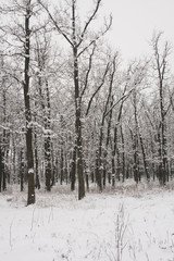 Snowing landscape in the park