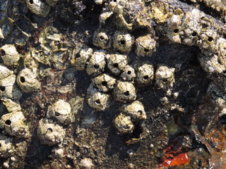 подводный мир, море