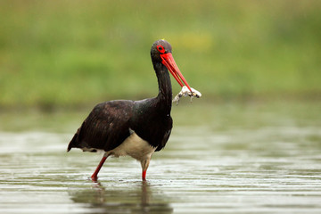 The black stork (Ciconia nigra) stork with a fish in its beak