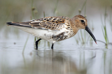 The dunlin (Calidris alpina) catching worms in the shallows