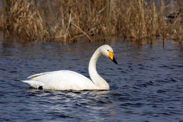 Obraz premium The whooper swan (Cygnus cygnus) on water