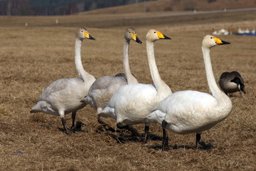The whooper swan (Cygnus cygnus), four swans on a line