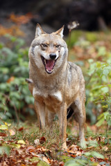The gray wolf or grey wolf (Canis lupus),wolf with an open mouth