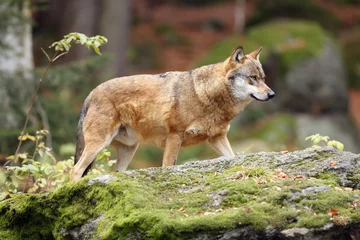 Crédence de cuisine en verre imprimé Loup Le loup gris ou loup gris (Canis lupus), loup adulte debout sur un rocher