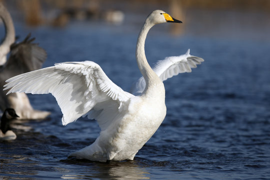 The whooper swan (Cygnus cygnus) with wings spread