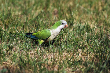 The monk parakeet (Myiopsitta monachus) sitting in the grass
