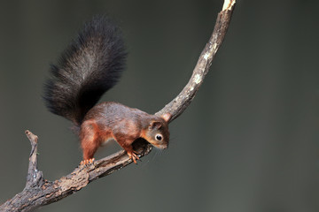 The red squirrel or Eurasian red squirrel (Sciurus vulgaris) on the branch