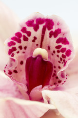 Macro shot of a beautiful pink and mauve orchid