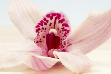 Fototapeta na wymiar Macro shot of a beautiful pink and mauve orchid