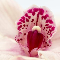 Macro shot of a beautiful pink and mauve orchid