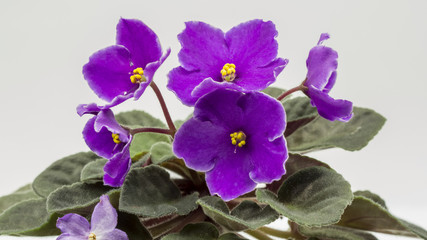Fototapeta na wymiar African violet (Saint-paulia ionantha) with beautiful flowers details