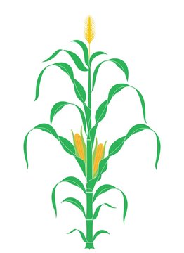 Corn Stalk. Plant. Vector