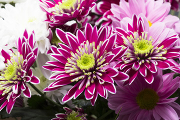 Chrysanthemum flower with details 