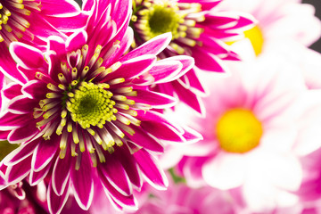 Obraz premium Chrysanthemum flower with details 