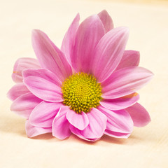 Chrysanthemum flower with details 