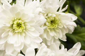 Chrysanthemum flower with details 