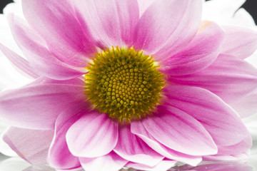 Chrysanthemum flower with details 