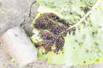 Aphids (Plant lice) on a cherry tree leaf
