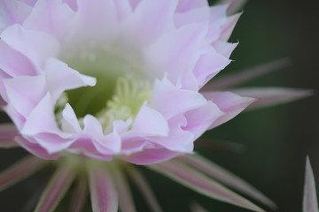 Beautiful cactus flowers with details