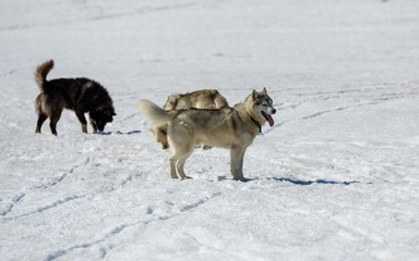 Fototapeta na wymiar Siberian Husky in snow
