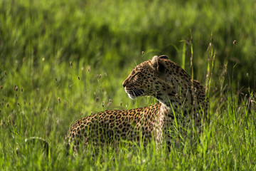 Leopard resting during the day (wet season) on the immense Serengeti Plains, Tanzania