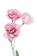 pink eustoma flowers  isolated on white
