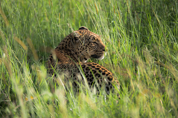 Leopard lying in the long grass during the wet season, in the Serengeti, Tanzania