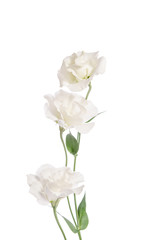 Beauty white flowers  isolated on white. Eustoma
