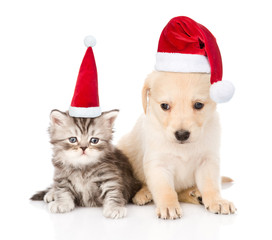 Fototapeta na wymiar Golden retriever puppy dog and tabby cat with red christmas hats. isolated on white