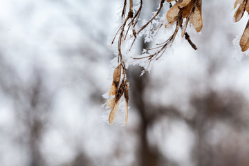 Branches and leaves full of hoarfrost with natural background
