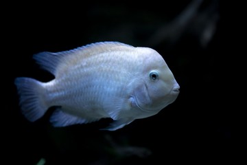 Colorful tropical fish