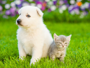 White Swiss Shepherd`s puppy and kitten sitting on green grass